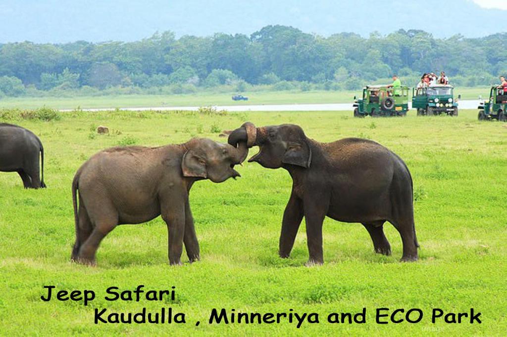 Jeep Safari Elephants